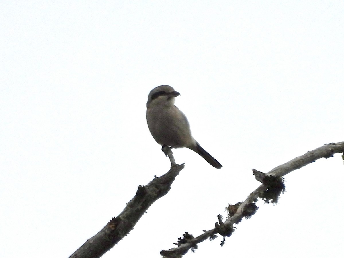 Boreal Örümcekkuşu - ML643722415
