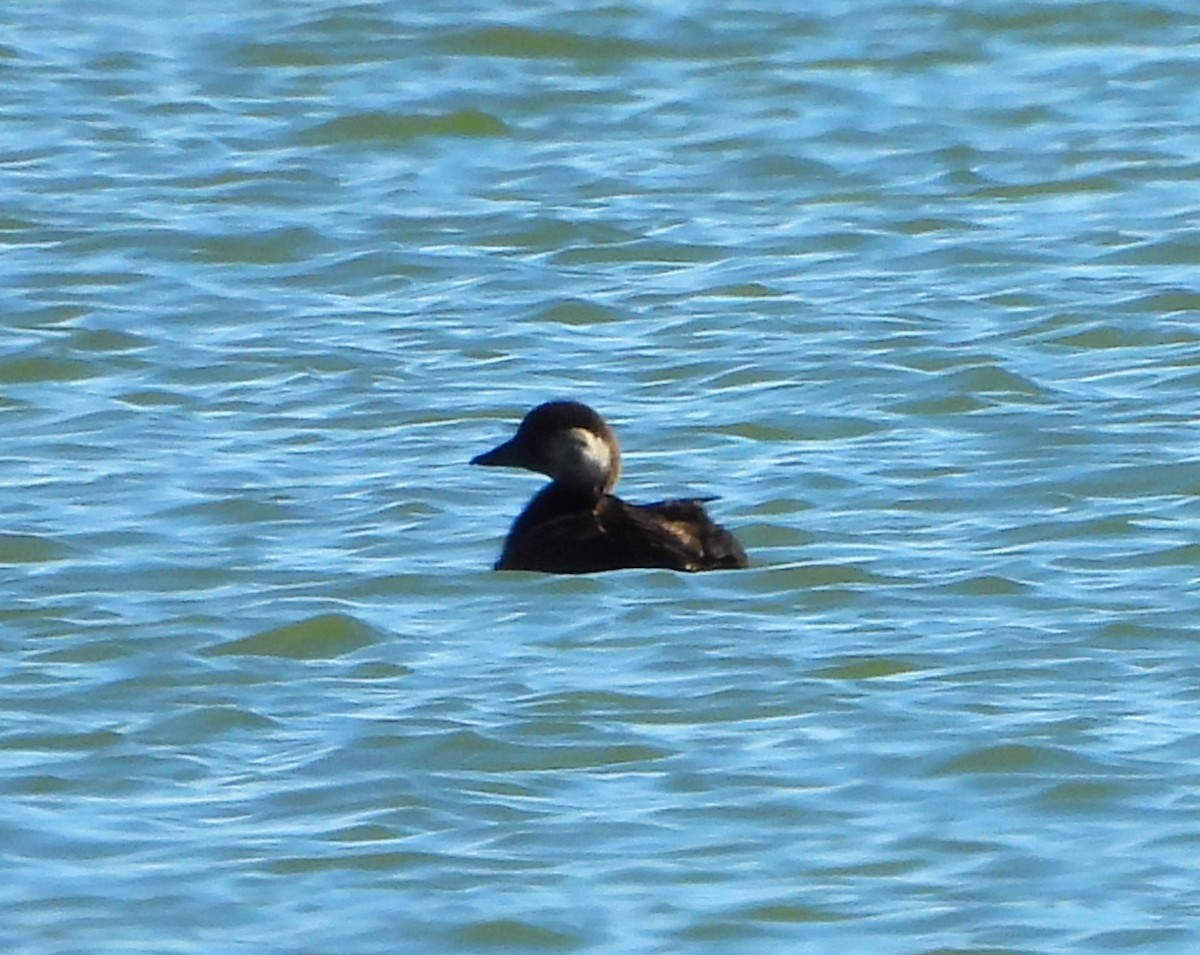 Black Scoter - ML643722419