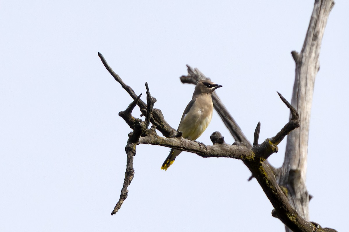 Cedar Waxwing - ML643722426