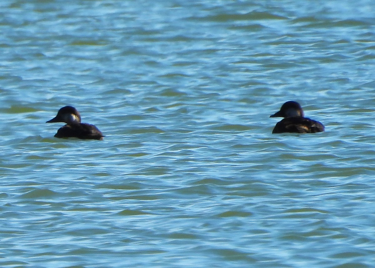 Black Scoter - ML643722428