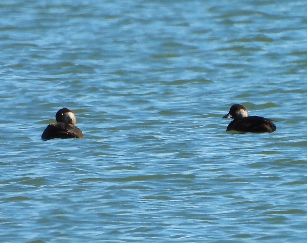 Black Scoter - ML643722436