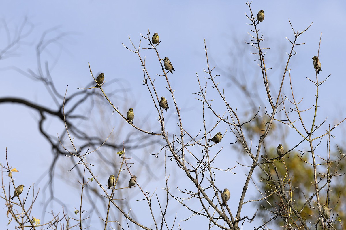American Goldfinch - ML643722438