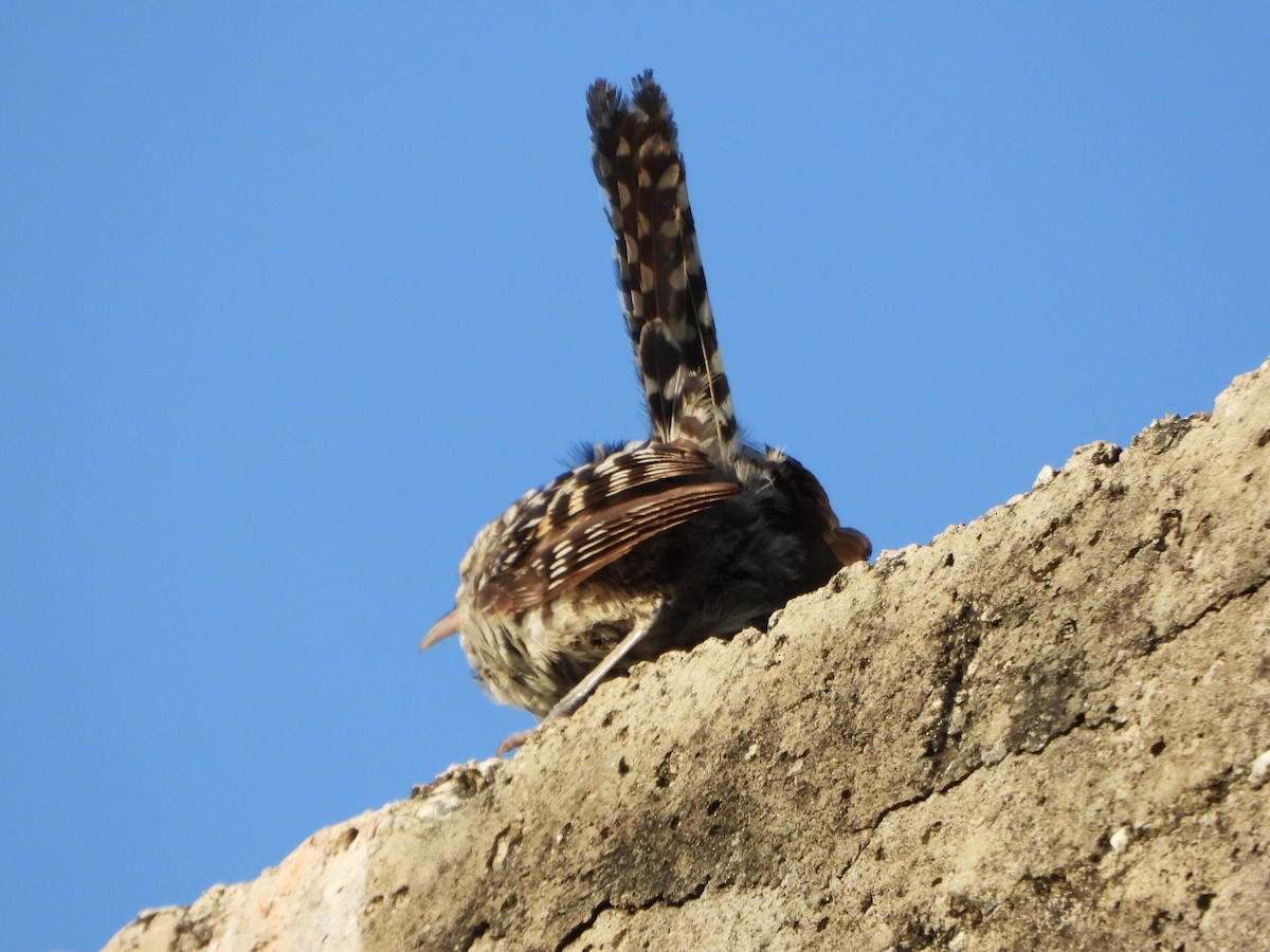 Stripe-backed Wren - ML643722444