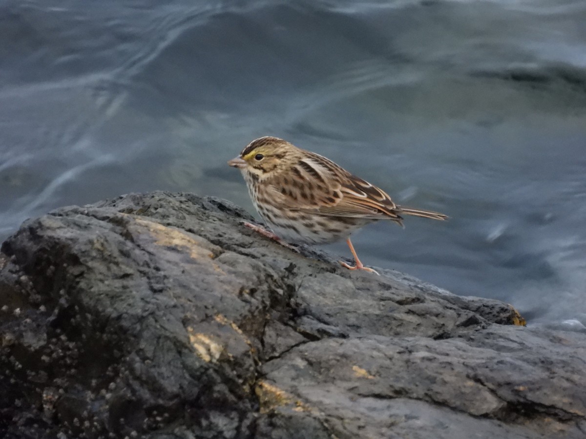 Savannah Sparrow - ML643722452