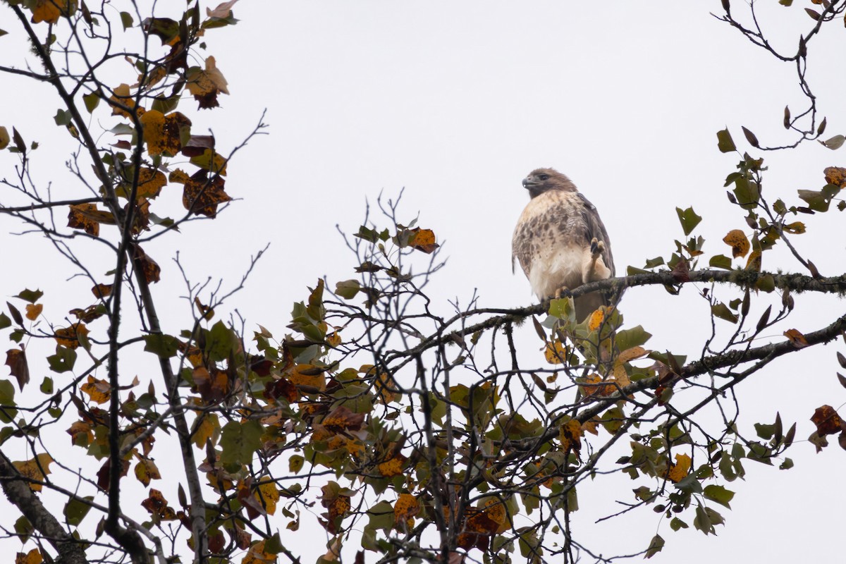 Red-tailed Hawk - ML643722453