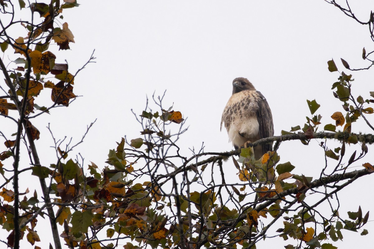 Red-tailed Hawk - ML643722454