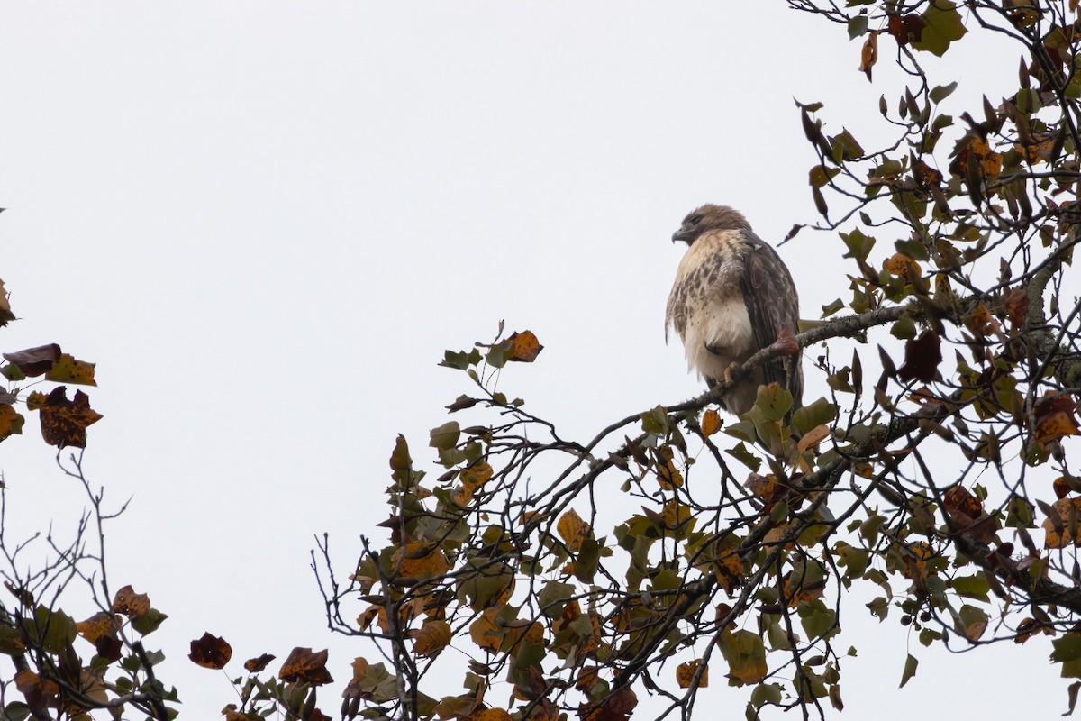 Red-tailed Hawk - ML643722455