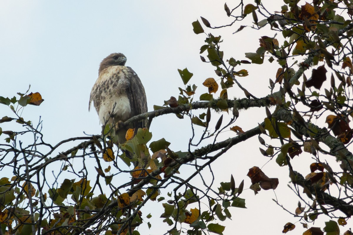 Red-tailed Hawk - ML643722456