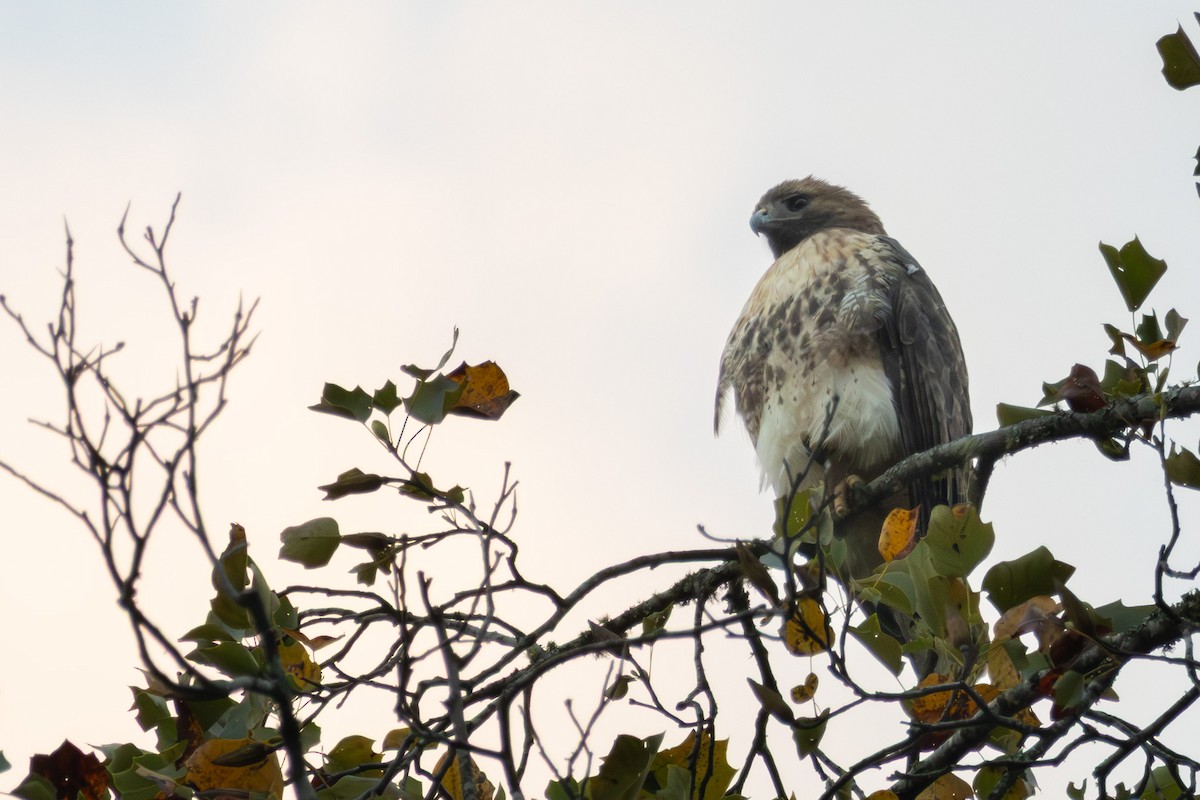 Red-tailed Hawk - ML643722457