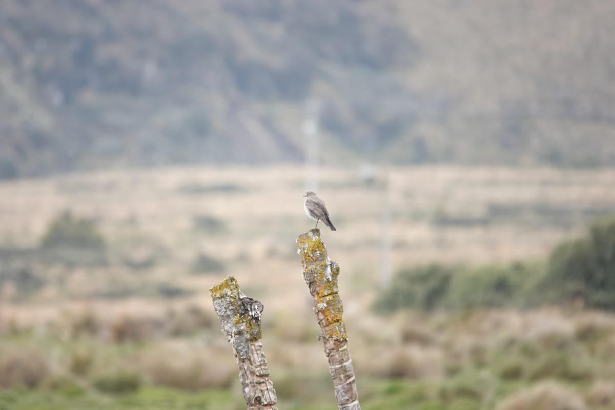 Dormilon à grands sourcils - ML643722465