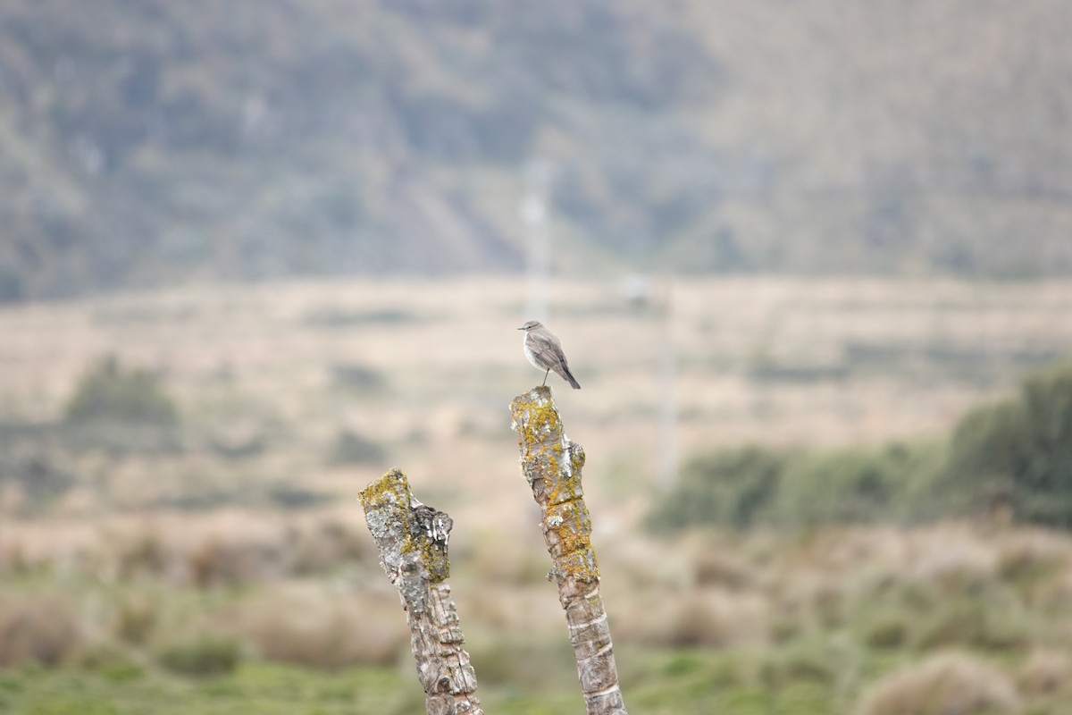 Dormilon à grands sourcils - ML643722466