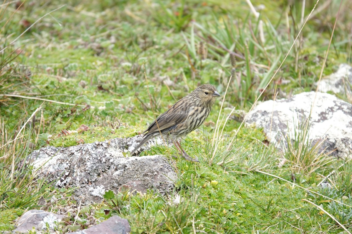 Plumbeous Sierra Finch - ML643722480