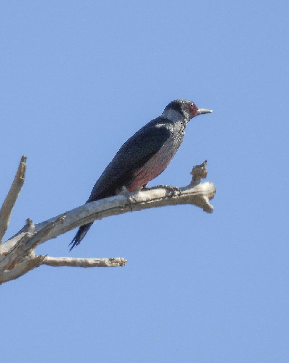 Lewis's Woodpecker - ML643722481