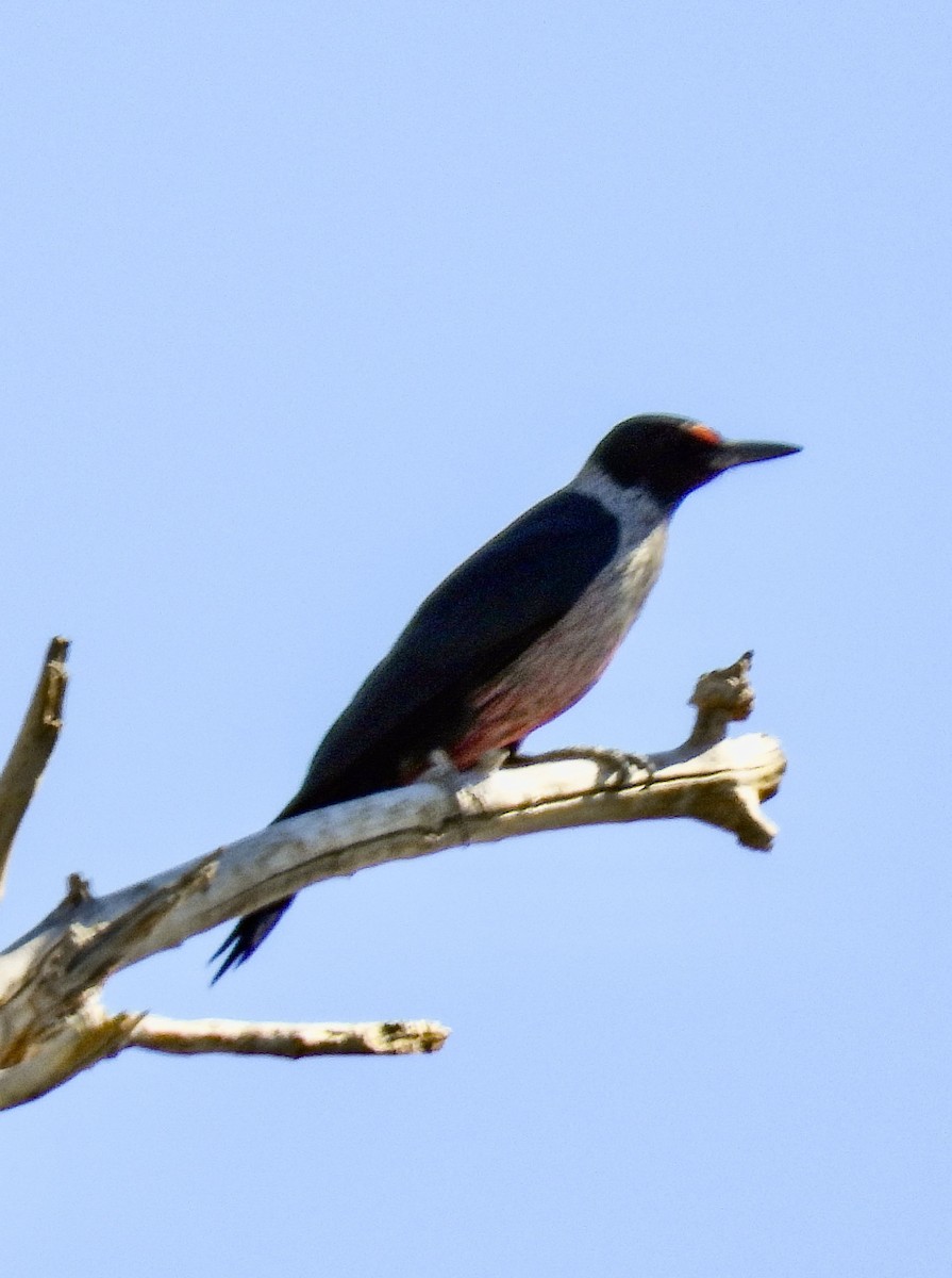 Lewis's Woodpecker - ML643722482