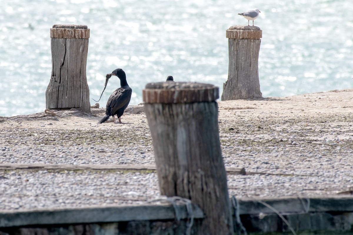 Stewart Island Shag (Otago) - ML643722489