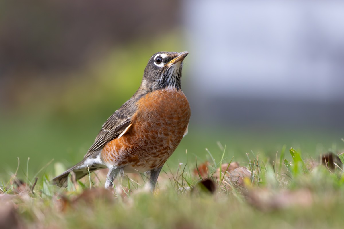 American Robin - ML643722493
