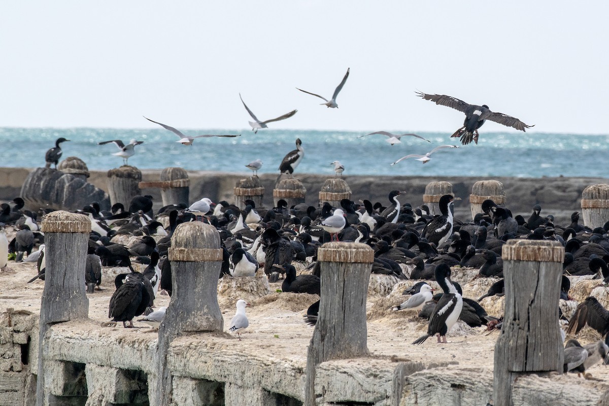 Stewart Island Shag (Otago) - ML643722497