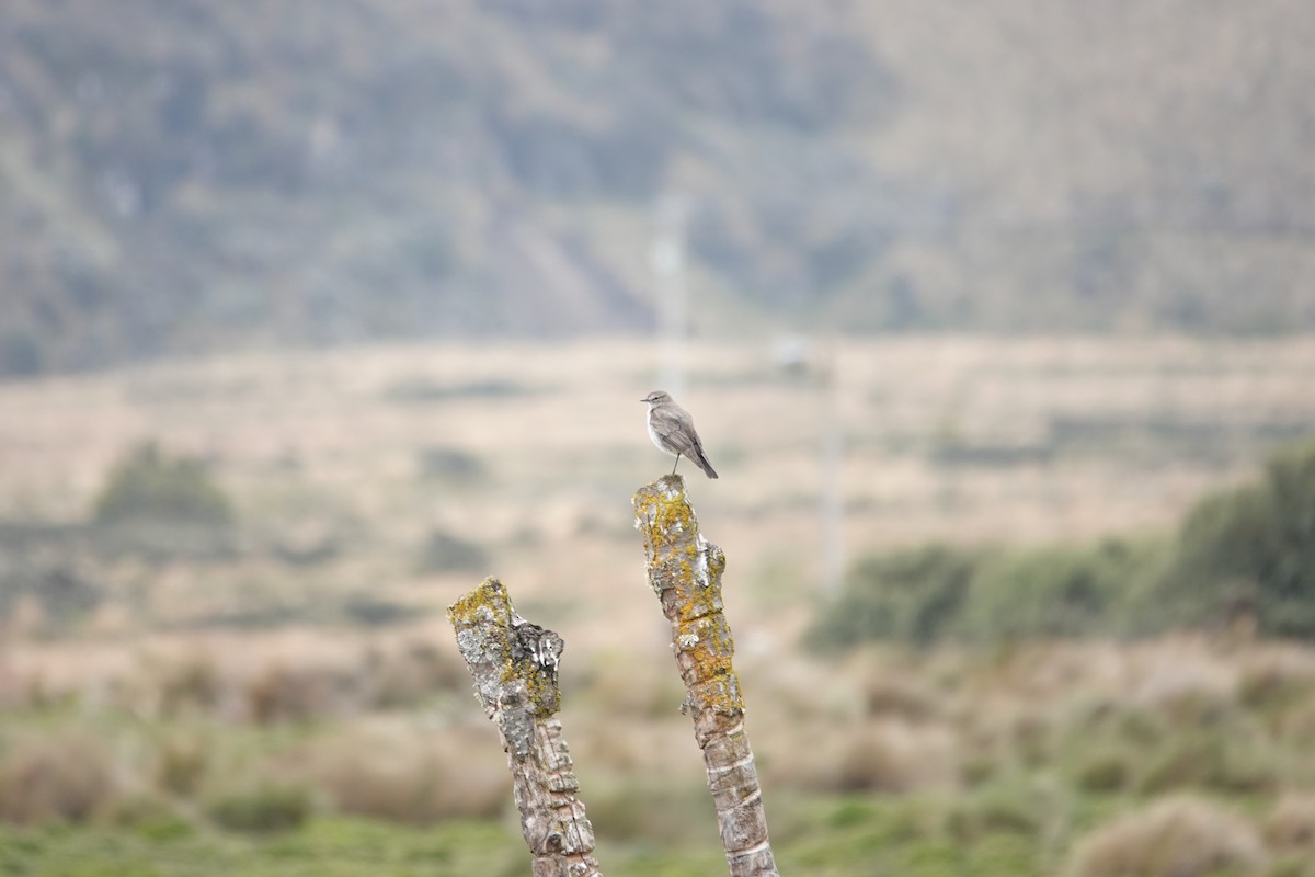 Dormilon à grands sourcils - ML643722503