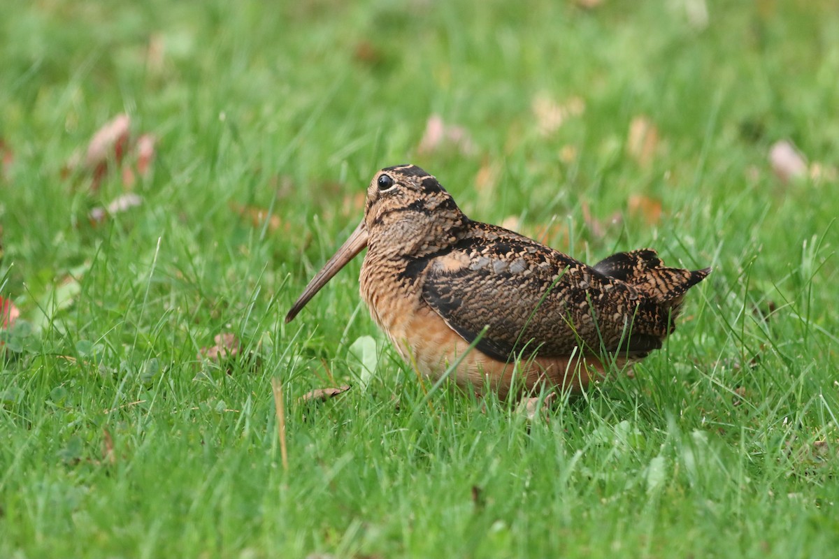 American Woodcock - ML643722511
