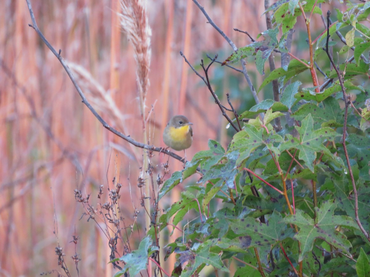 Common Yellowthroat - ML643722562