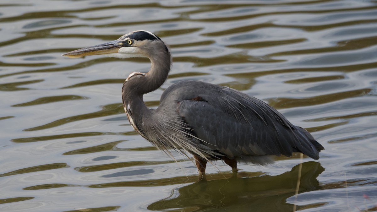 Amerika Gri Balıkçılı - ML643722565