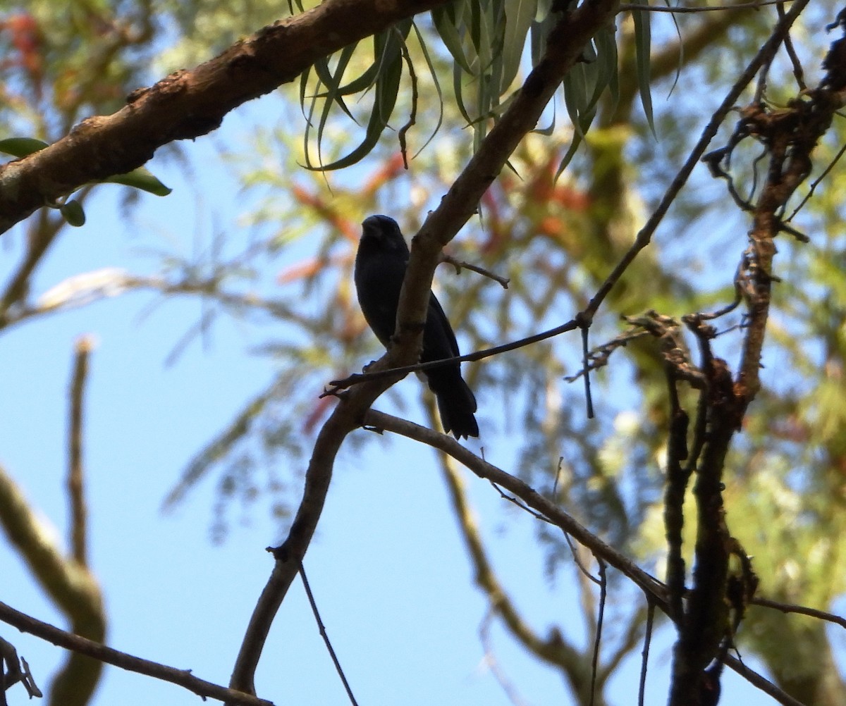 Ultramarine Grosbeak - ML643722583