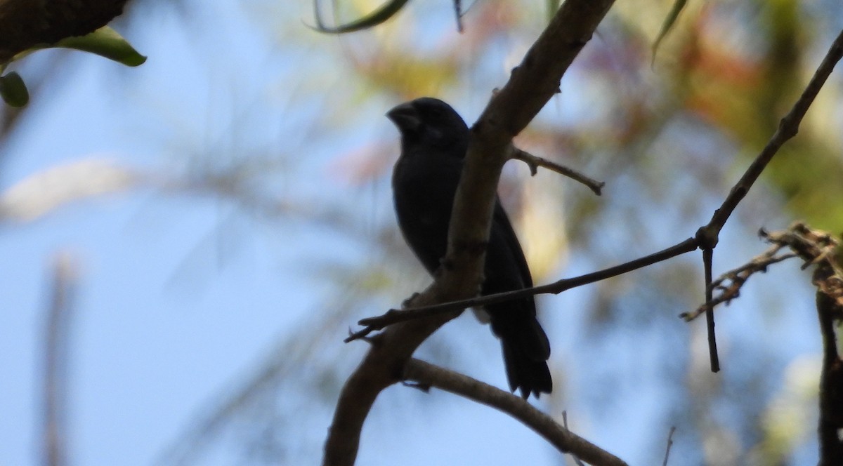 Ultramarine Grosbeak - ML643722584