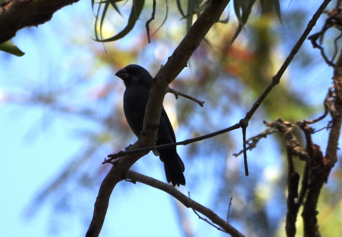 Ultramarine Grosbeak - ML643722585