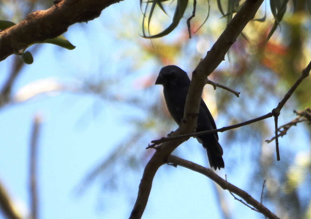 Ultramarine Grosbeak - ML643722586