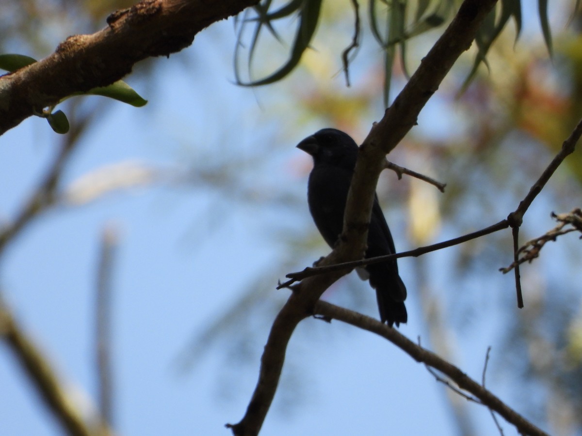 Ultramarine Grosbeak - ML643722587