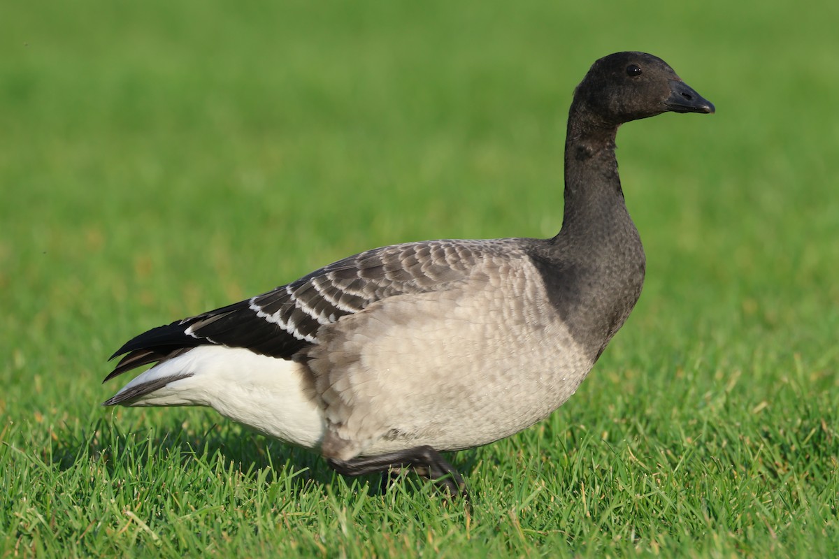 Brant - ML643722590