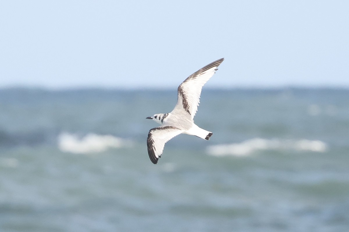 Gaviota Tridáctila - ML643722634