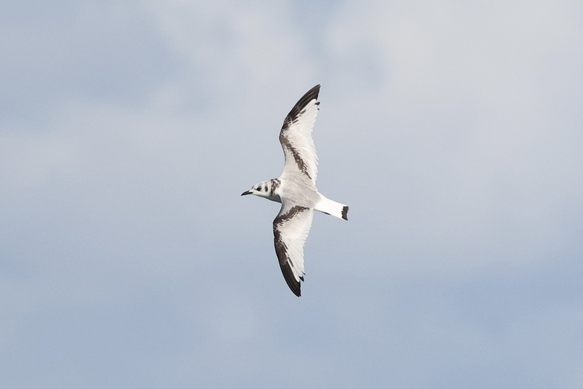 Gaviota Tridáctila - ML643722635