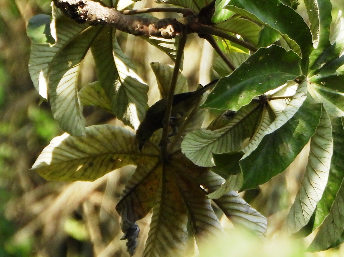 Palmentangare - ML643722643