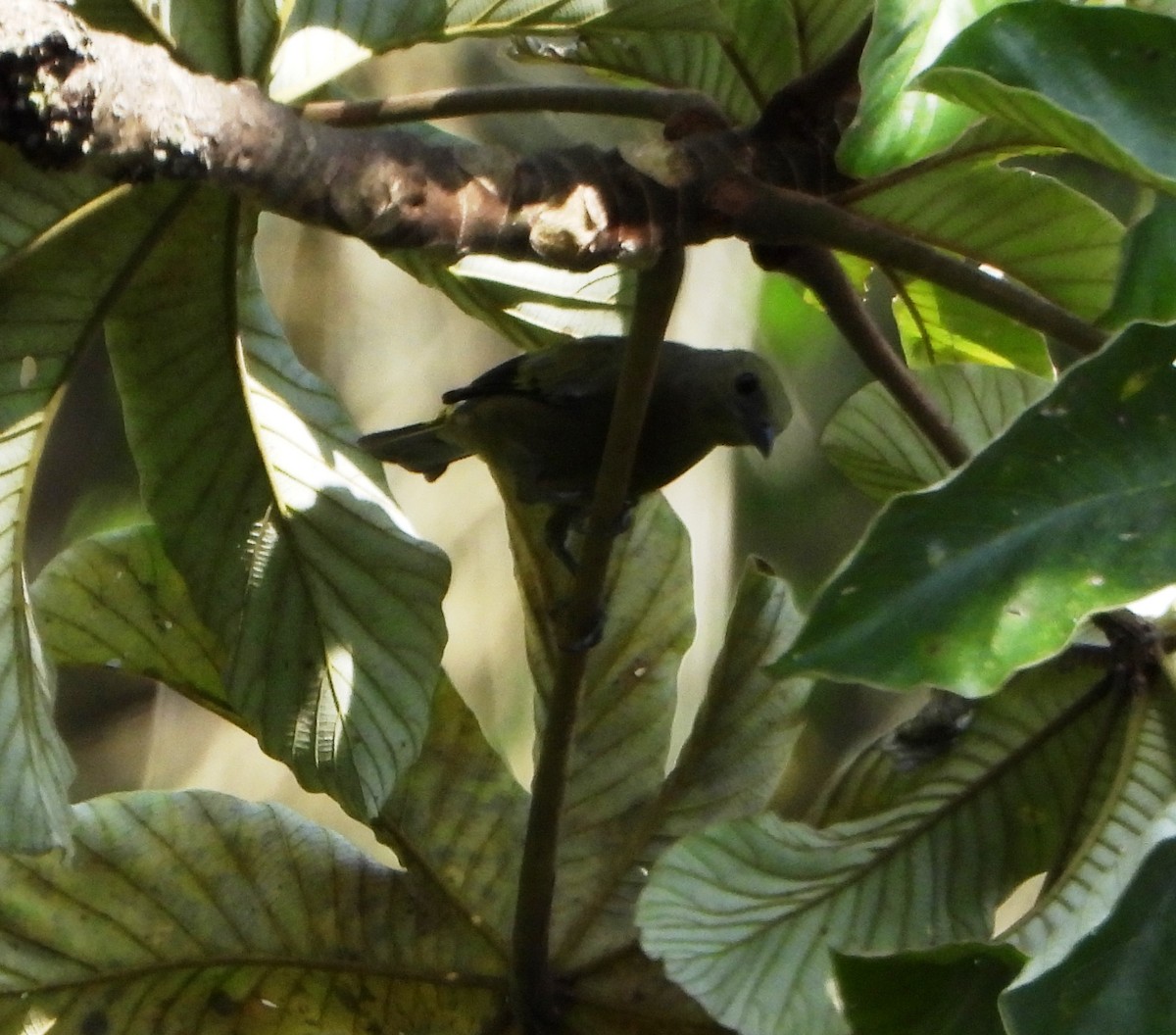 Palmentangare - ML643722644