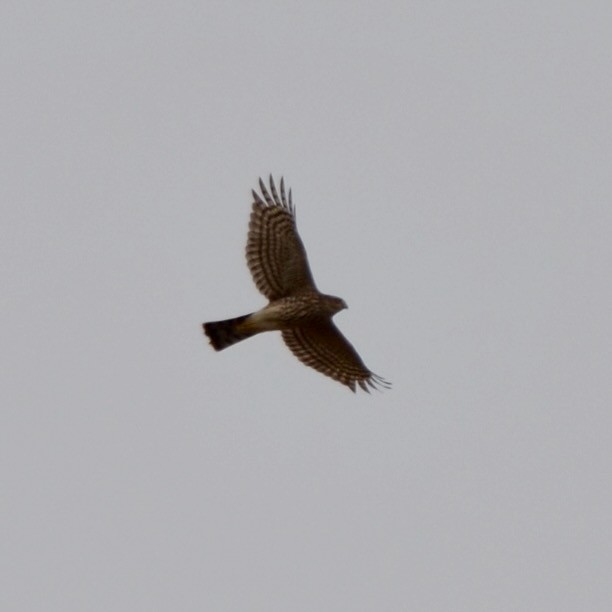 Sharp-shinned Hawk - ML643722656