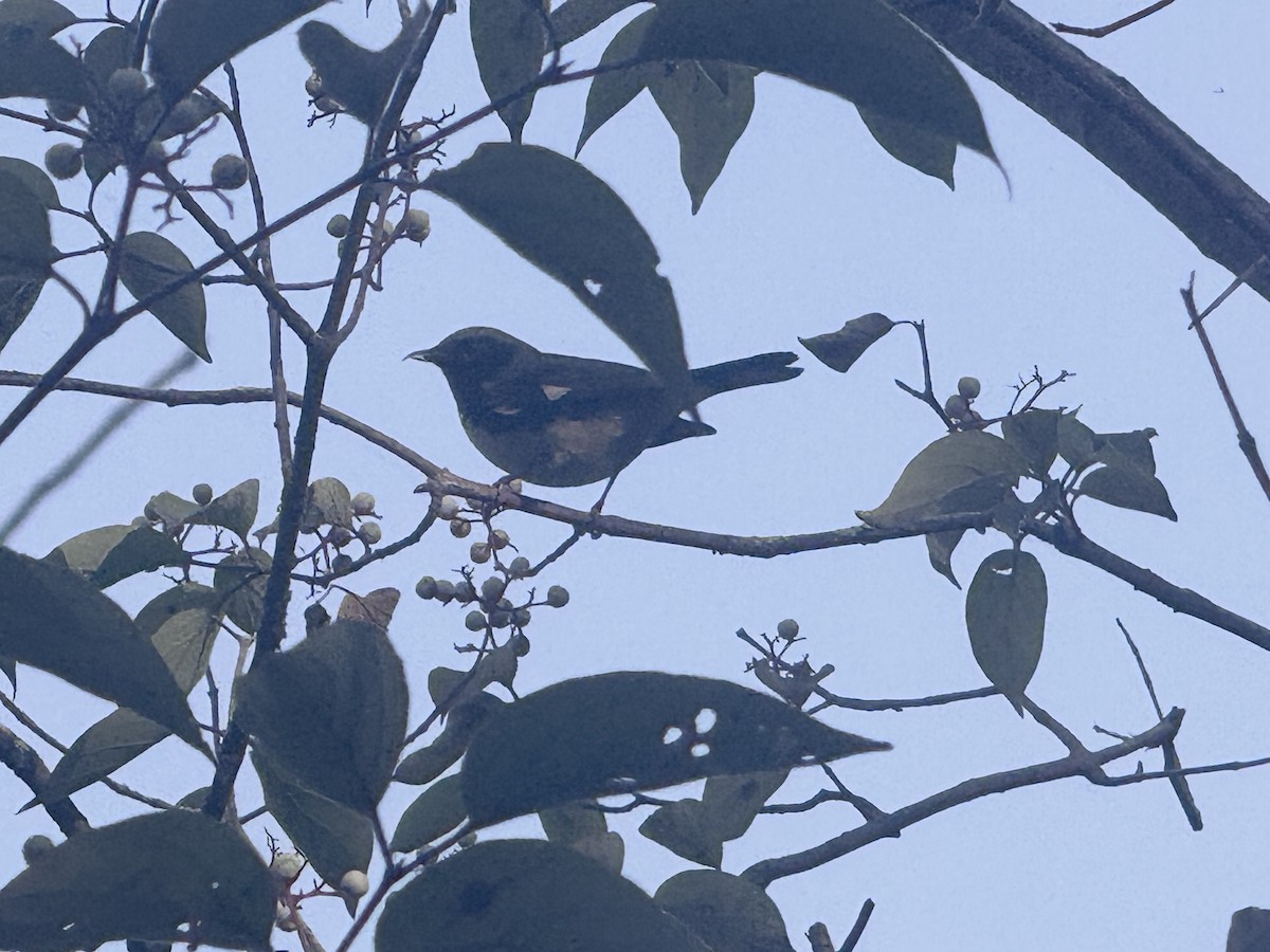 Black-throated Blue Warbler - ML643722660