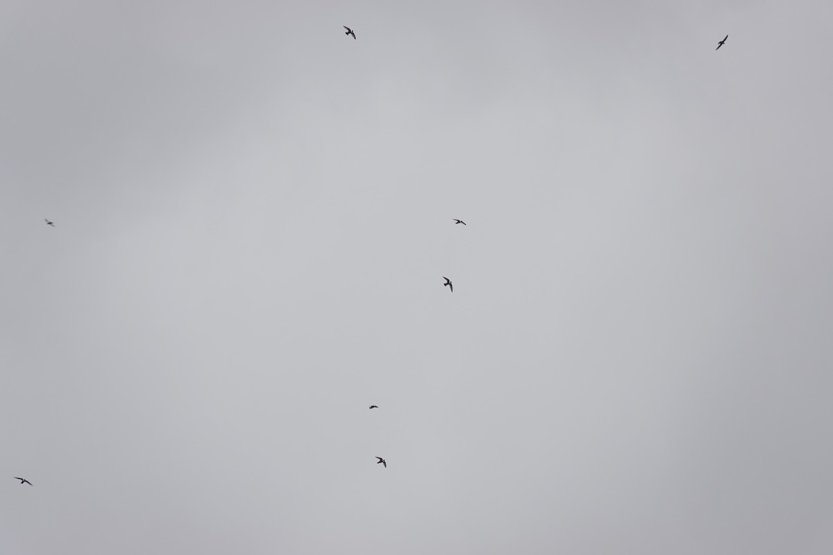 White-collared Swift - ML643722662