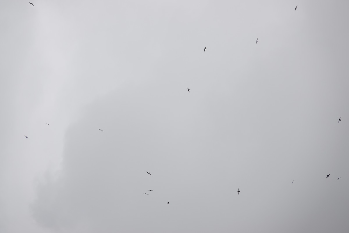 White-collared Swift - ML643722677