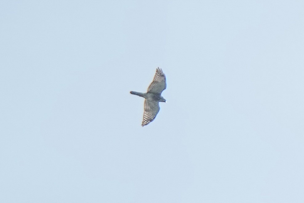 Gray-faced Buzzard - ML643722693