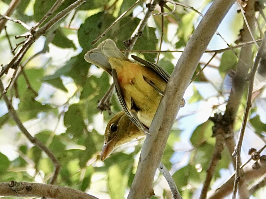 Summer Tanager - ML643722698