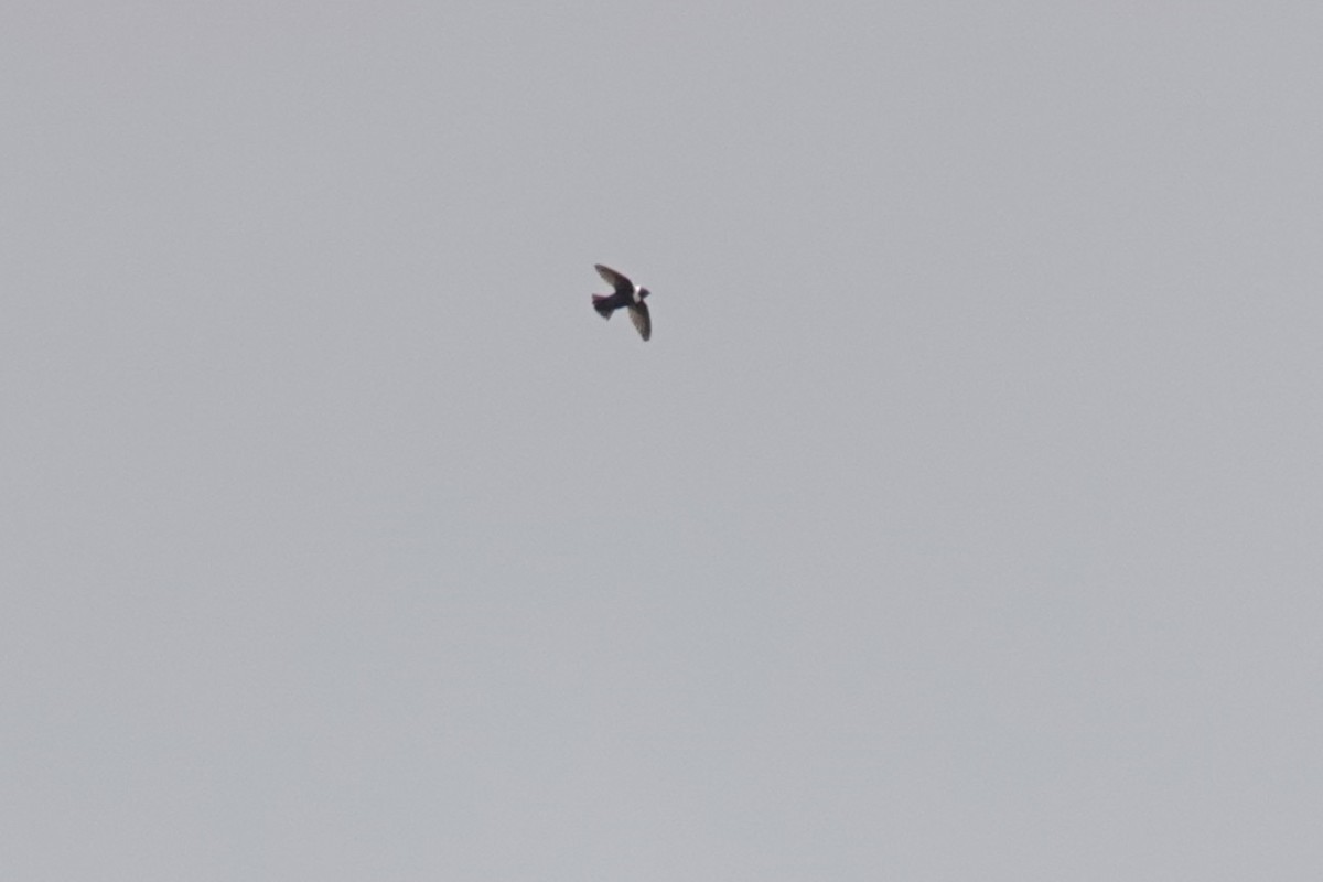 White-collared Swift - ML643722702