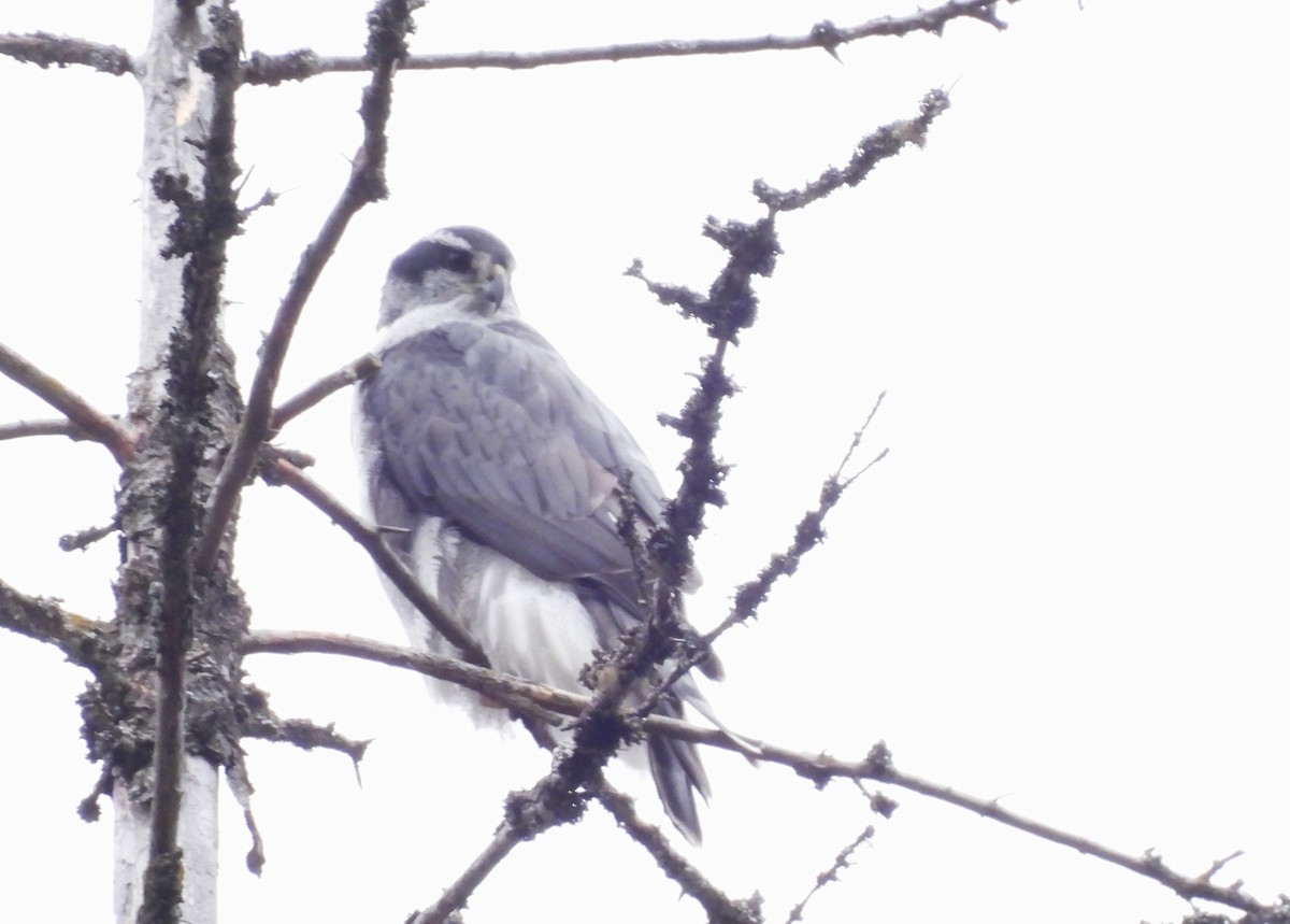 American Goshawk - ML643722717