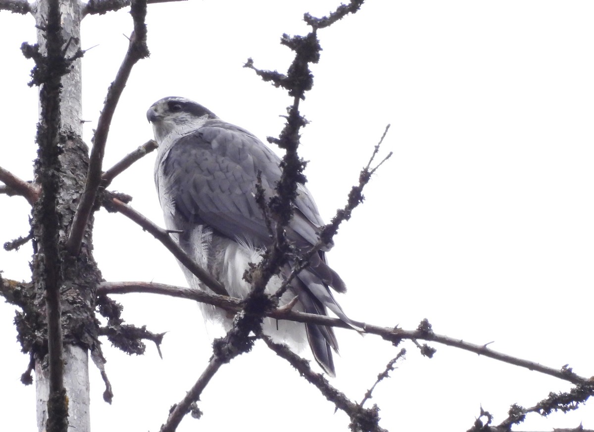 American Goshawk - ML643722718