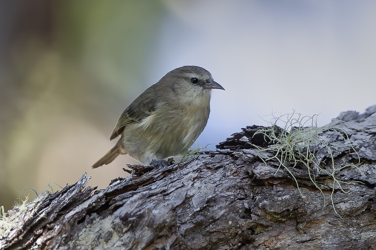 Hawaii Creeper - ML643722719