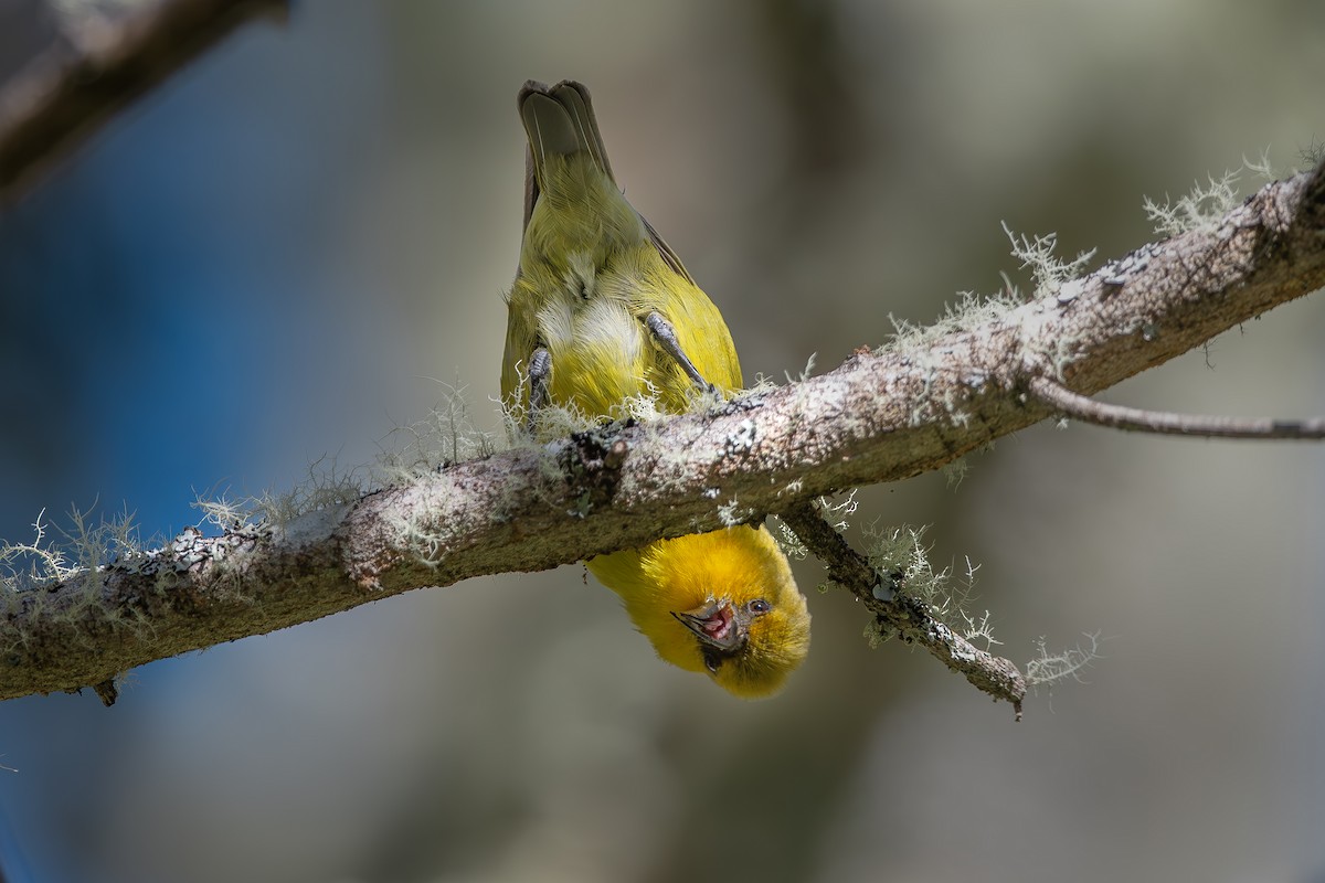 Akiapolaau - ML643722724