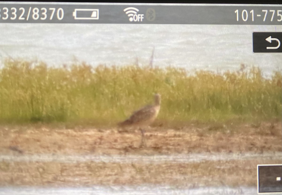 koliha americká - ML643722726