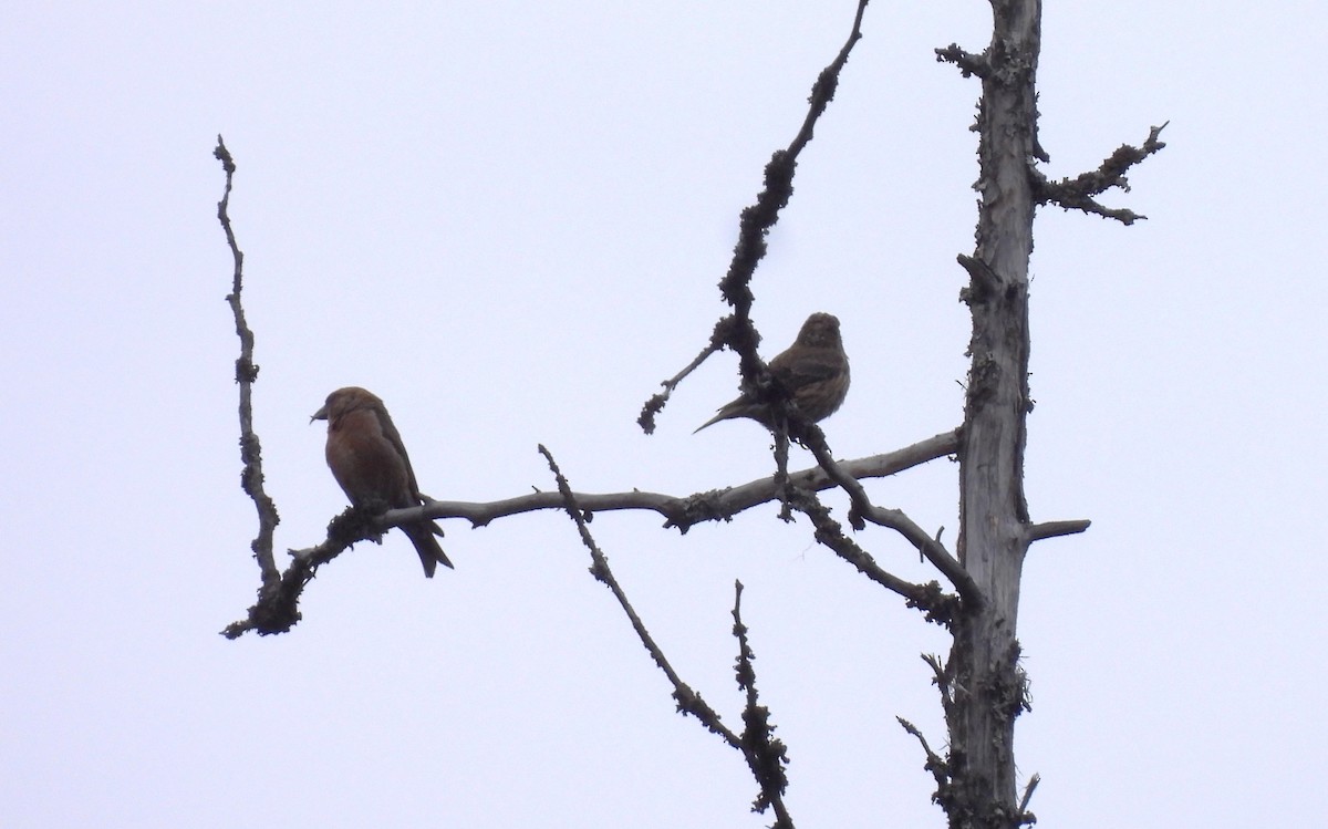 Red Crossbill - ML643722752