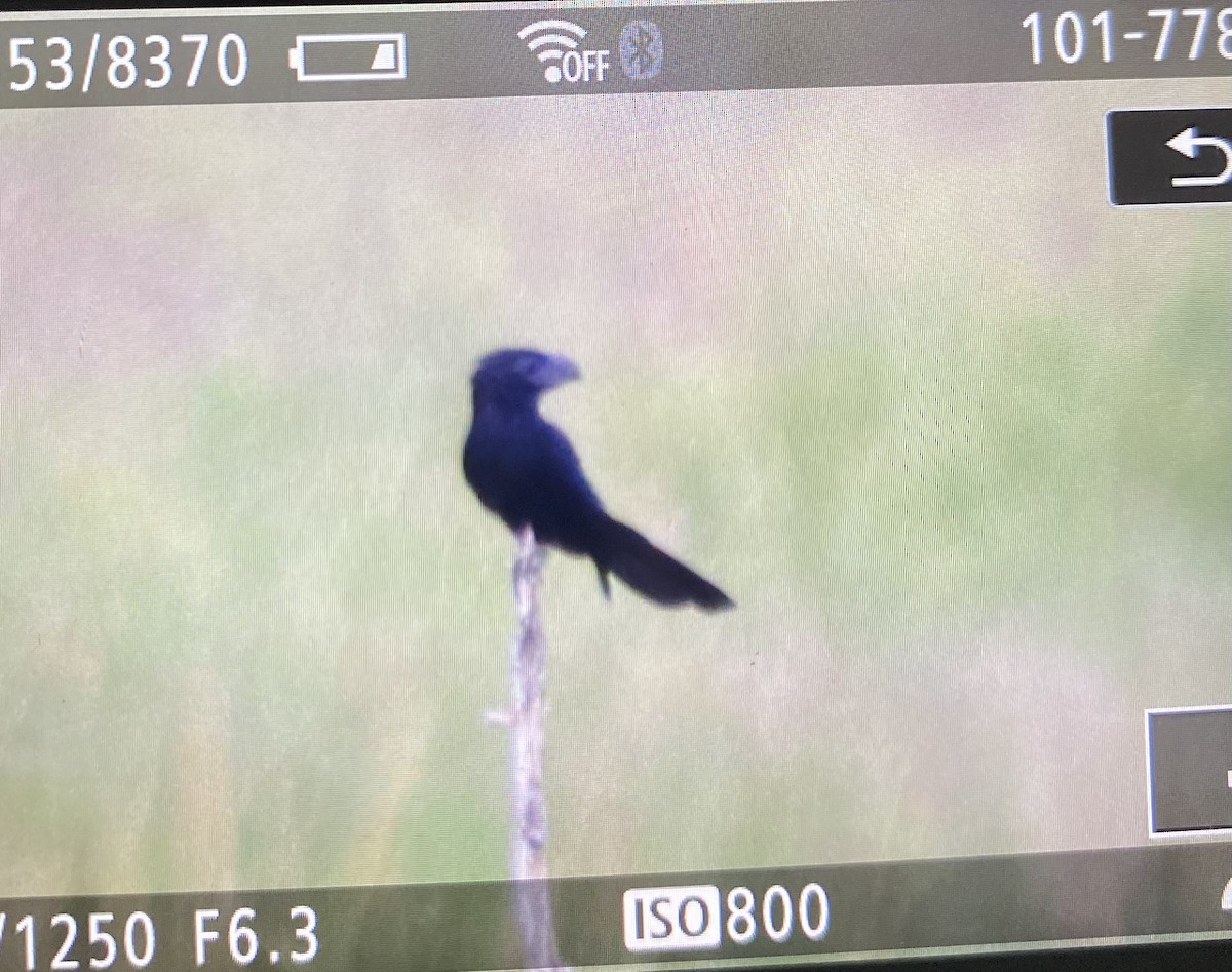 ani rýhozobá - ML643722778