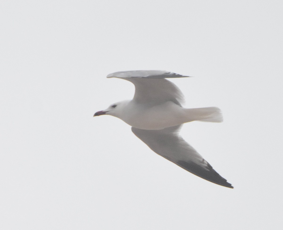Audouin's Gull - ML643722782